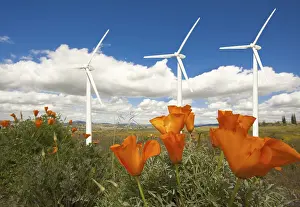 Deserted Wind Farm Scene Stampe: Wind turbines against dramatic sky