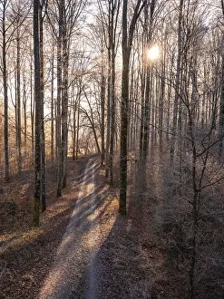 Winter Forest Germany Stampe: A winding path through a wintry forest