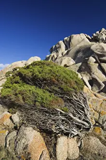 Mediterranean Sea Rock Formation Stampe: Windswept Juniper Tree at Capo Testa
