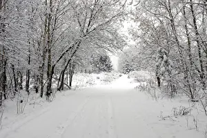 Snowy Countryside Stampe: Winter