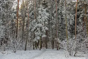 Frosty Forest Scene Stampe: Winter forest with a footpath