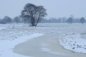 Tree In Snow Stampe: Winter landscape