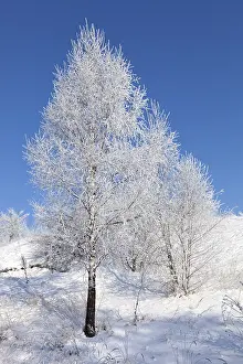 Snowy Winter Scene Stampe: Winter tree