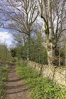 Northern European Winter Scene Stampe: Winter trees, stone wall, path