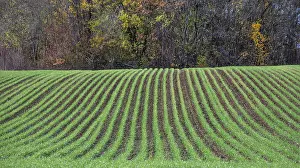 Bavaria Agriculture Stampe: Winter wheat sprouting in rows