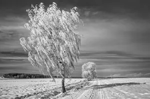 Wintry Landscape Photo Stampe: Winterb