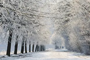 Foggy Atmospheric Landscape Stampe: WinterTag