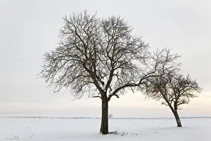 Bare Tree In Snow Stampe: WinterTag