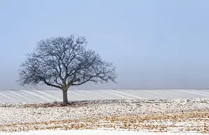 Snow Covered Trees Stampe: Wintertime