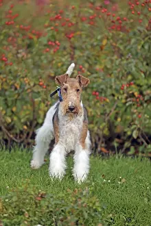 Thoroughbred Dog Images Stampe: Wirehaired Fox Terrier