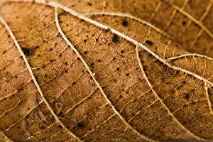 Autumn Leaf Macro Stampe: Wires leaf