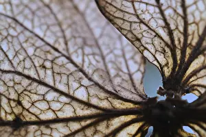 German Hydrangeaceae Stampe: Withered flower of a hydrangea