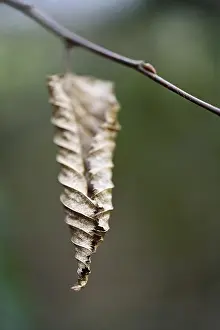 Nature Without Humans Stampe: Withered leaf