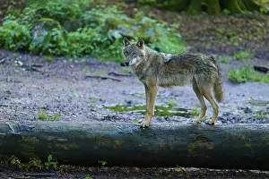 Gray Wolf In Forest Stampe: A wolf balancing on a tree trunk