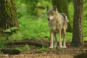 Predator In Nature Stampe: A wolf in the forest with green background