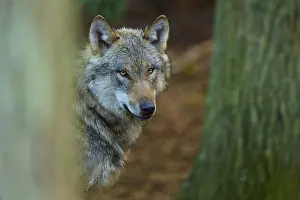 Wolf Portrait Stampe: A wolf in the forest looks into the camera with a serious expression