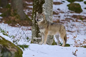 Canidae Species Stampe: A wolf looking into the camera