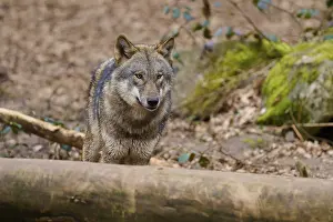 Canis Lupus Habitat Stampe: Wolf looking over a tree trunk in the forest