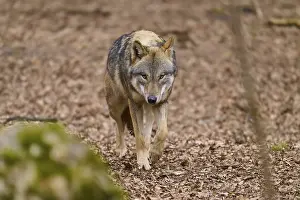 Predator In Nature Stampe: A wolf paces attentively along a forest path