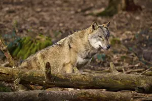 Wolf In Forest Stampe: A wolf resting on tree trunks in the forest