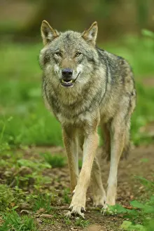 Central Europe Nature Stampe: A wolf with shown teeth in the forest