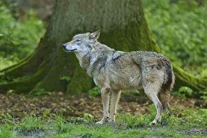 Canis Lupus Habitat Stampe: Wolf standing in the forest in front of a tree