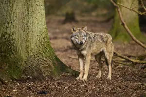 Canis Lupus Habitat Stampe: A wolf stands in the forest next to a tree