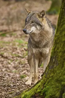 Predator In Nature Stampe: A wolf stands in the forest next to a tree trunk