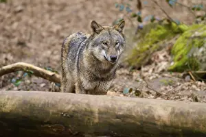 European Gray Wolf Image Stampe: Wolf behind a tree trunk in the forest