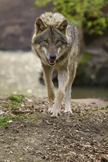 Gray Wolf Germany Stampe: Wolf walking directly towards the camera