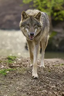 Forest Animal Photos Stampe: Wolf walks purposefully towards the camera