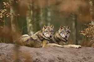 Wolves In Forest Stampe: Two wolves lying next to each other in the forest