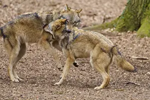 German Wildlife Scene Stampe: Two wolves standing close to each other