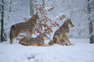 Predator In Nature Stampe: Three wolves in the wintry forest