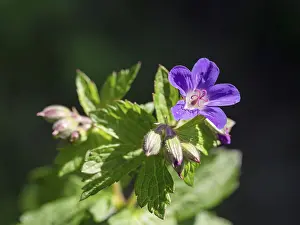 Close Up Flower Details Stampe: Wood cranesbill (Geranium sylvaticum)