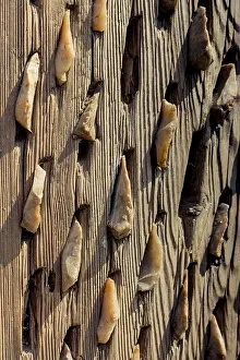 Full Frame Wooden Texture Stampe: Wooden background with a certain texture pattern
