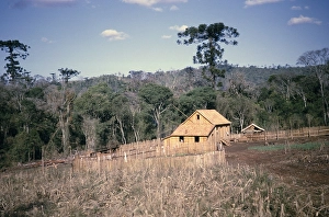 Pine Forest Landscape Photography Stampe: Wooden farmhouse under construction in a pine forest
