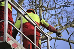 Tree Pruning Stampe: Workers on the work platform pruning or maintaining trees