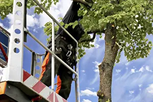 Tree Pruning Stampe: Workers on the work platform pruning or maintaining trees