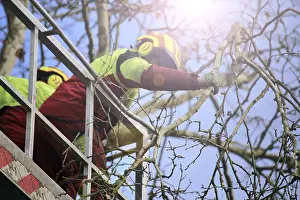 Tree Pruning Stampe: Workers on the work platform pruning or maintaining trees