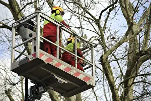 Deciduous Tree Care Stampe: Workers on the work platform pruning or maintaining trees