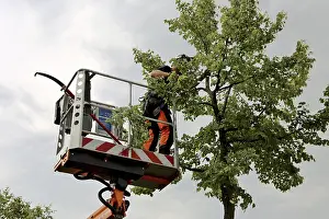 Deciduous Tree Care Stampe: Workers on the work platform pruning or maintaining trees