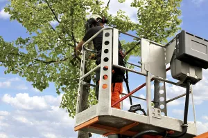 Deciduous Tree Care Stampe: Workers on the work platform pruning or maintaining trees