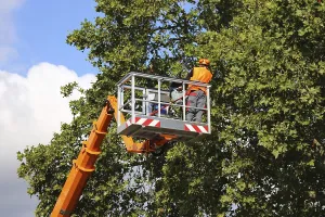 Tree Pruning Stampe: Workers on the work platform pruning or maintaining trees