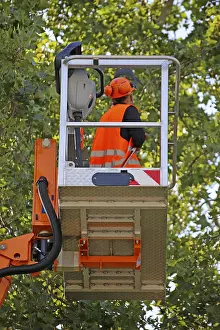 Tree Pruning Stampe: Workers on the work platform pruning or maintaining trees