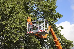 Tree Pruning Stampe: Workers on the work platform pruning or maintaining trees
