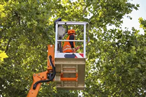 Tree Pruning Stampe: Workers on the work platform pruning or maintaining trees