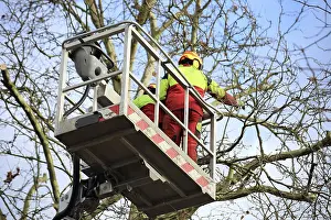 Tree Pruning Stampe: Workers on the work platform pruning or maintaining trees