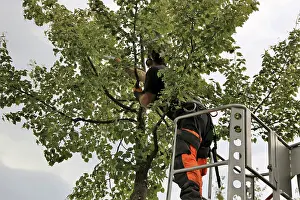 Deciduous Tree Care Stampe: Workers on the work platform pruning or maintaining trees