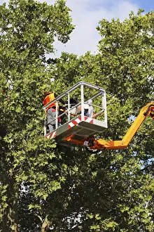 Tree Pruning Stampe: Workers on the work platform pruning or maintaining trees